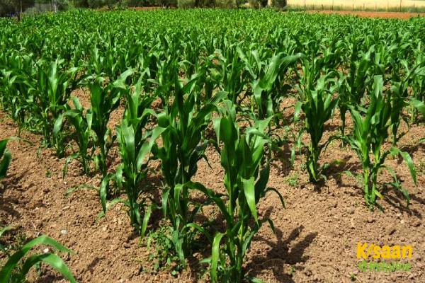 मक्के की खेती बन सकती है किसानों के लिए फायदेमंद